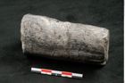 Foto (Seitenansicht) von Calamites communis Ettingshausen (NHMW-GEO-2024-0188-10964)